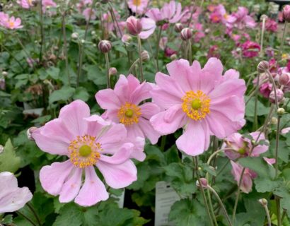 Anemone hybrida ‘Königin Charlotte’ (grote pot) - herfstanemoon