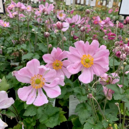 Anemone hybrida ‘Königin Charlotte’ - herfstanemoon