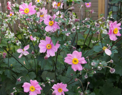 Anemone hybrida ‘Serenade’ - herfstanemoon