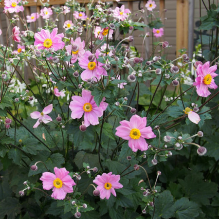Anemone hybrida ‘Serenade’ - herfstanemoon
