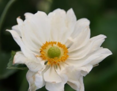 Anemone hybride ‘Whirlwind’ - herfstanemoon