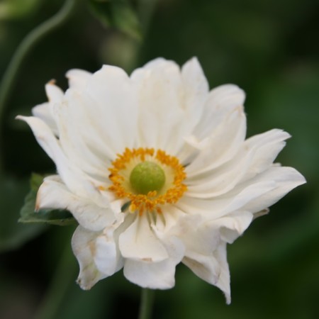 Anemone hybride ‘Whirlwind’ - herfstanemoon