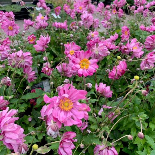 Anemone hupehensis ‘Prinz Heinrich’ pot 2 liter