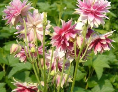 Aquilegia ‘Nora Barlow’ - akelei