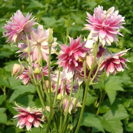 Aquilegia ‘Nora Barlow’ - akelei