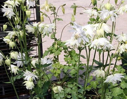 Aquilegia ‘Snow Queen’