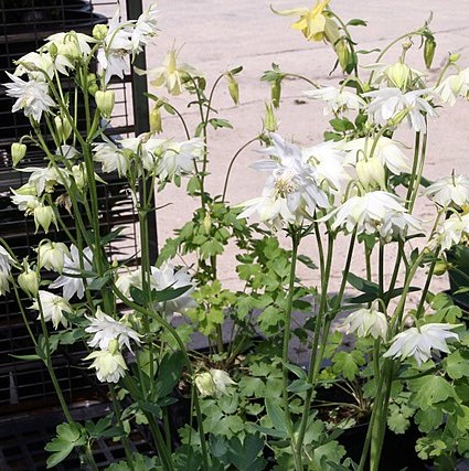 Aquilegia ‘Snow Queen’ - akelei