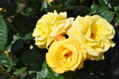 Rosa ‘Arthur Bell’ stam - stamroos