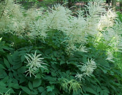 Aruncus dioicus - geitenbaard