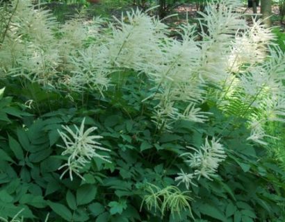 Aruncus dioicus - geitenbaard