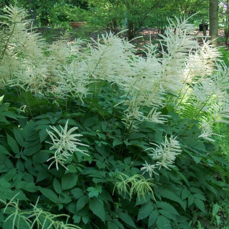 Aruncus dioicus - geitenbaard