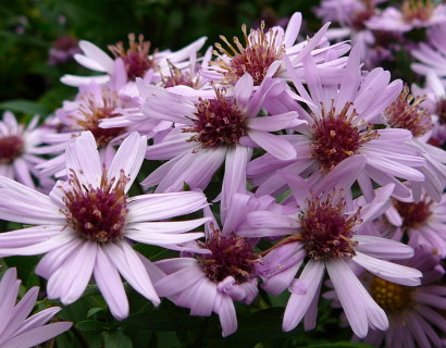 Aster dumosus ‘Anneke’ - herfstaster