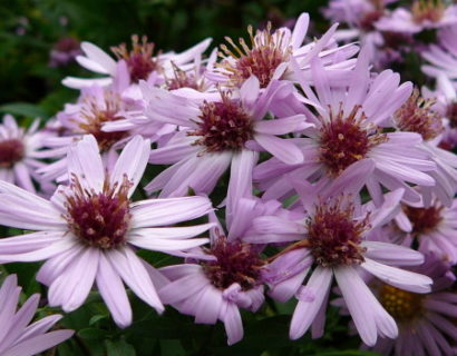 Aster dumosus ‘Anneke’ - herfstaster