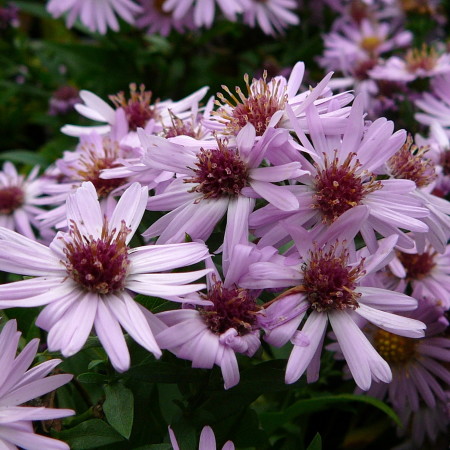 Aster dumosus ‘Anneke’ - herfstaster