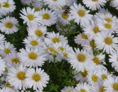 Aster dumosus ‘Schneekissen’ - herfstaster