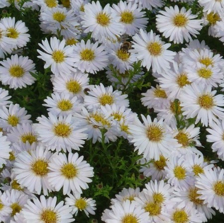 Aster dumosus ‘Schneekissen’ - herfstaster