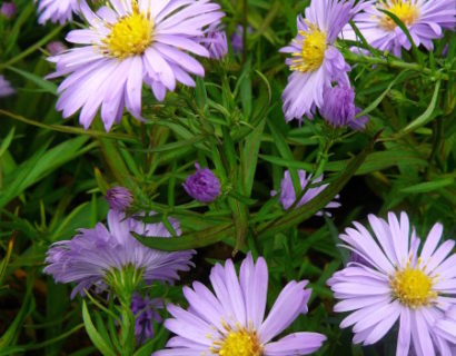 Aster dumosus ‘Lady in Blue’ - herfstaster