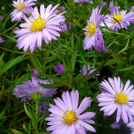 Aster dumosus ‘Lady in Blue’ - herfstaster