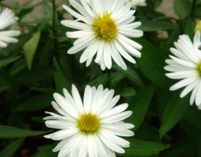 Aster novi-belgii ‘White Ladies’ - herfstaster