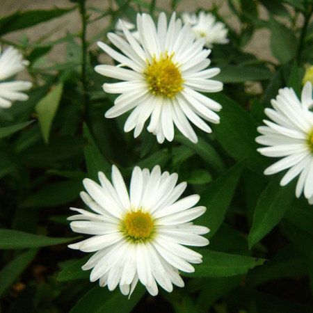 Aster novi-belgii ‘White Ladies’ - herfstaster