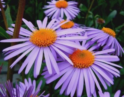 Aster tongolensis ‘Wartburgstern’ - aster