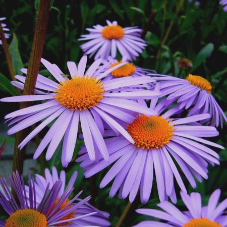 Aster tongolensis ‘Wartburgstern’ - aster