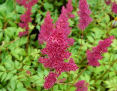 Astilbe (A) ‘Fanal’