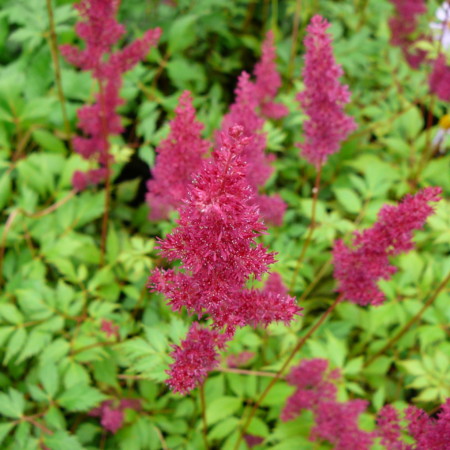 Astilbe (A) ‘Fanal’ (grote pot) - pluimspirea