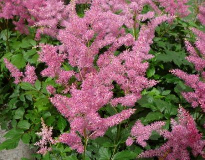 Astilbe (J) ‘Rheinland’ - pluimspirea