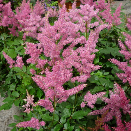 Astilbe (J) ‘Rheinland’ (grote pot) - pluimspirea