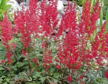 Astilbe ‘Fanal’ pot 2 liter - pluimspirea