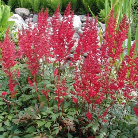 Astilbe ‘Fanal’ pot 2 liter