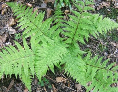 Athyrium filix-femina - wijfjesvaren / vrouwtjesvaren