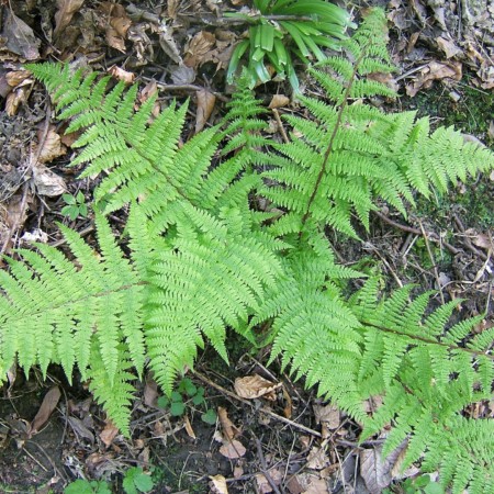 Athyrium filix-femina - wijfjesvaren / vrouwtjesvaren