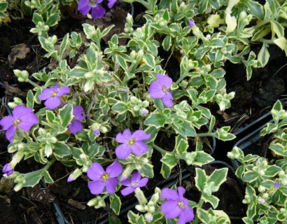 Aubrieta ‘Argenteovariegata’ - randjesbloem