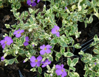 Aubrieta ‘Argenteovariegata’ - randjesbloem