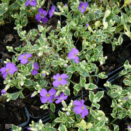 Aubrieta ‘Argenteovariegata’ - randjesbloem