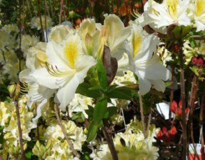 Azalea knaphill ‘Daviesii’