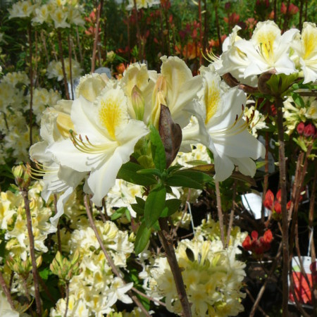 Azalea knaphill ‘Daviesii’ - azalea