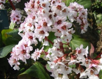 Bergenia ‘Silberlicht’  (grote pot) - schoenlappersplant