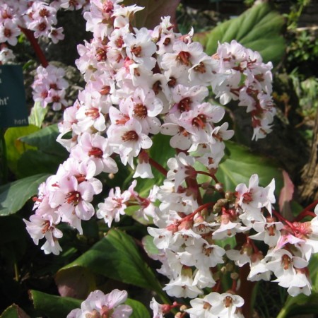 Bergenia ‘Silberlicht’  (grote pot) - schoenlappersplant