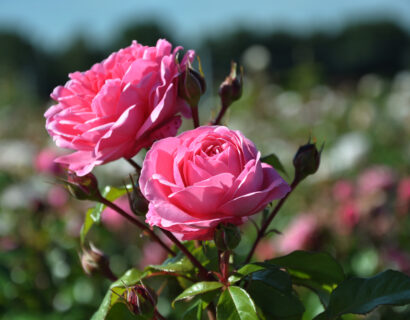 Rosa ‘Berleburg’ - tros-heesterroos