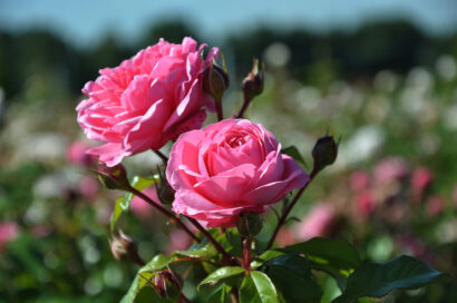 Rosa ‘Berleburg’ - tros-heesterroos