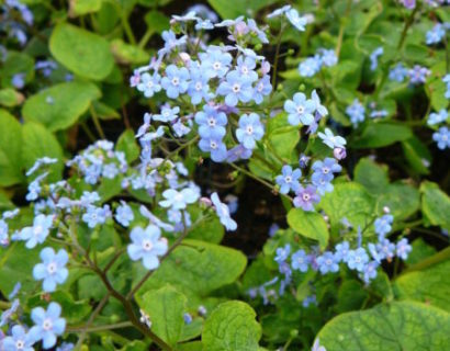 Brunnera macrophylla (grote pot) - kaukasische vergeet-mij-nietje