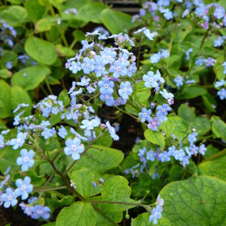 Brunnera macrophylla - Kaukasische vergeet-mij-nietje