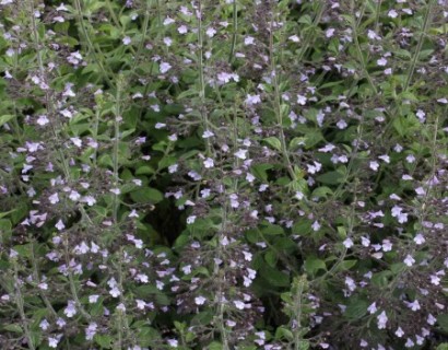 Calamintha nepeta nepeta pot 2 liter - kleine bergsteentijm