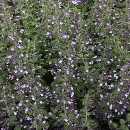 Calamintha nepeta nepeta pot 2 liter