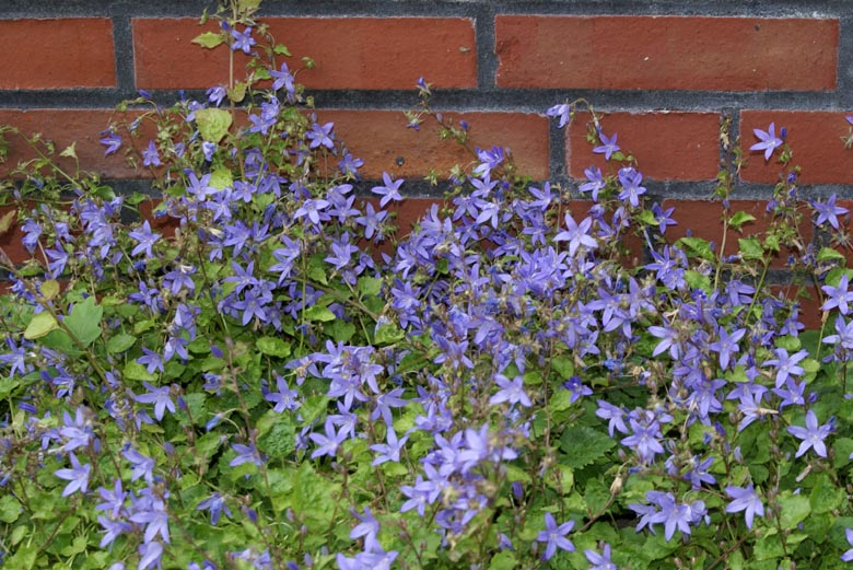 Campanula porscharskyana.