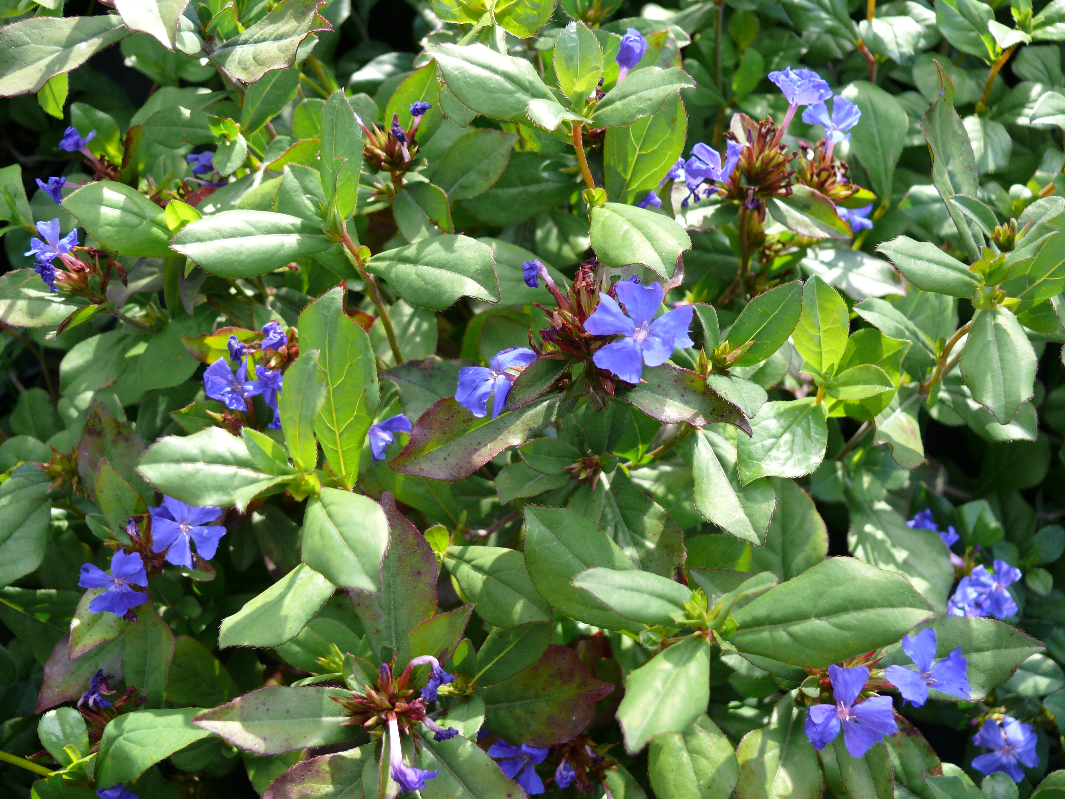 Ceratostigma plumbaginoides.