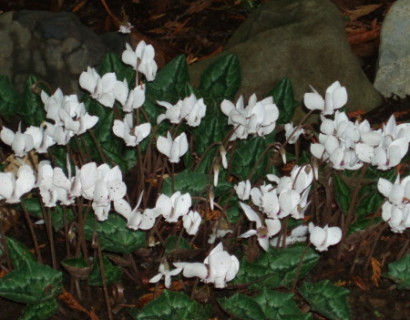 Cyclamen hederifolium ‘Alba’